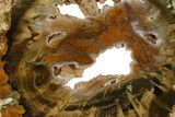 Triassic Petrified Wood (Woodworthia) Round - Zimbabwe #180225-1